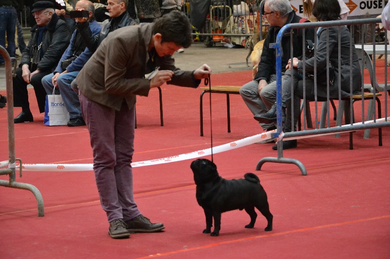 Du chevalier de saint maxime Jazzy black velours